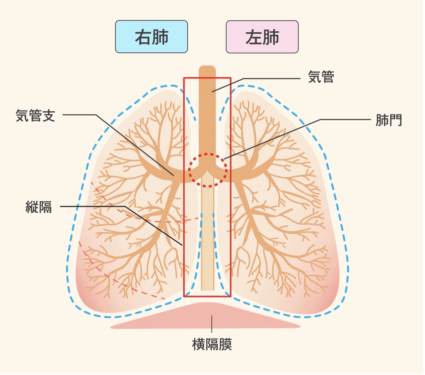 気管支と肺の解剖図:右肺と左肺、気管支、気管、肺門、横隔膜、縦隔を示す。右肺と左肺は対をなし中央には縦隔がある、気管は上下に伸び左右の肺に分かれる、気管は左右の気管支に枝分かれさらに細かく広がり肺門につながる、下部には横隔膜がある。