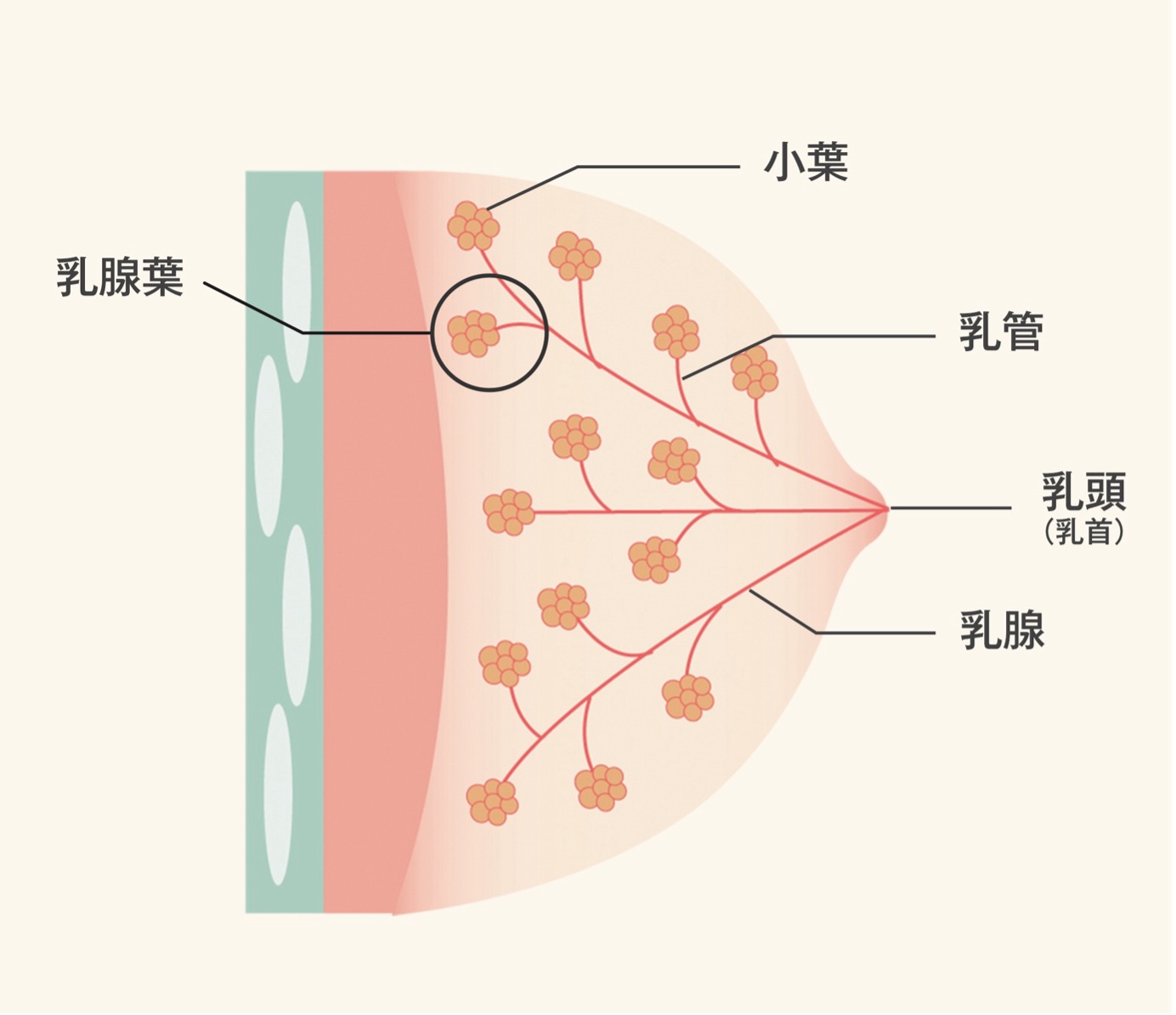 乳房の構造図。図の中央に乳腺組織があり、その奥に胸壁のような構造がある、乳腺組織は複数の乳腺葉からなる、小葉から伸びる管が乳管で乳腺組織の中心に向かって集まり乳腺組織の最先端にある乳頭 (乳首)に繋がっている。