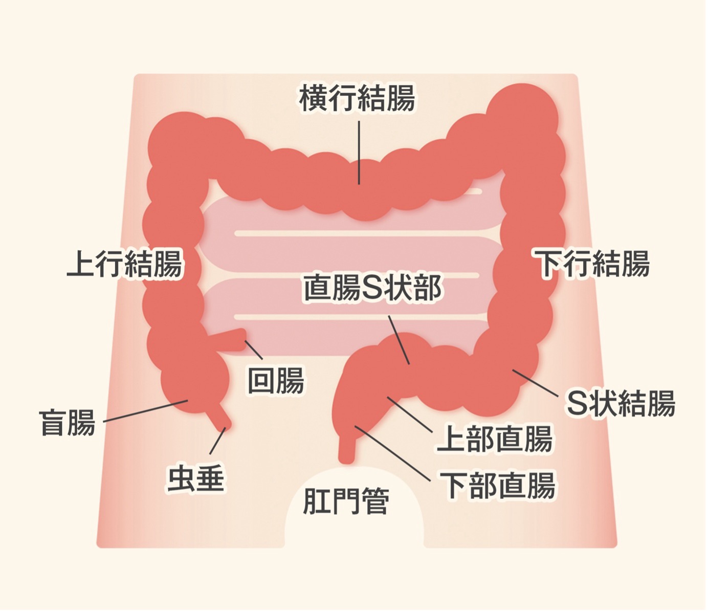 大腸の構造図:虫垂、盲腸、回腸、上行結腸、横行結腸、下行結腸、S状結腸、直腸S状部、上部直腸、下部直腸、肛門管の名称が示されている。
