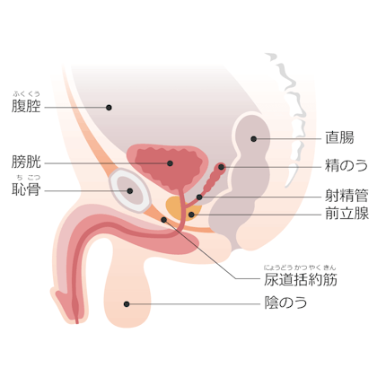前立腺と生殖に関わる臓器